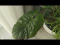 plant tour piękna monstera 😍 i gąszcz zielistek 💚 czyli rośliny mojej mamy 💚