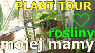 PLANT TOUR piękna monstera 😍 i gąszcz zielistek 💚 czyli rośliny mojej mamy 💚