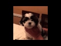 Puppy First Shots At Home Puppy First Shots At Home