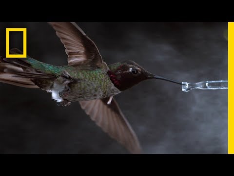 How do hummingbird wings move?