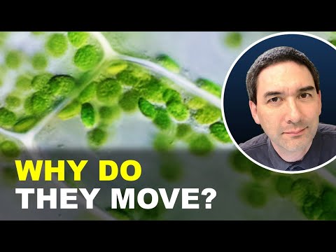 Why are chloroplasts moving?