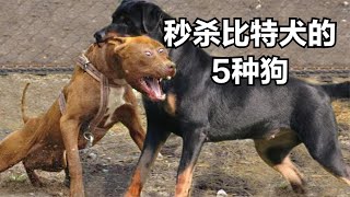 5种能轻松秒杀比特犬的狗：罗威纳犬入选，坎高犬第1无悬念