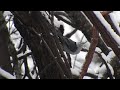 white breasted nuthatch in winter