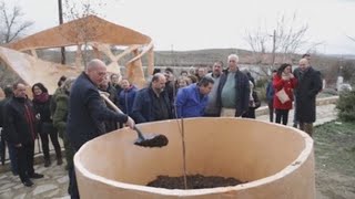 Olmeda quiere levantarse como Guernica y ya tiene retoño del simbólico árbol