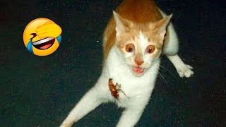 Best Funny Animal Videos 2022 😂 - Funniest Cats And Dogs Videos 😻