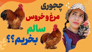 روش های تشخیص مرغ و خروس سالم و بیمار | چجوری بفهمیم مرغی که میخریم تخم گذاره؟؟