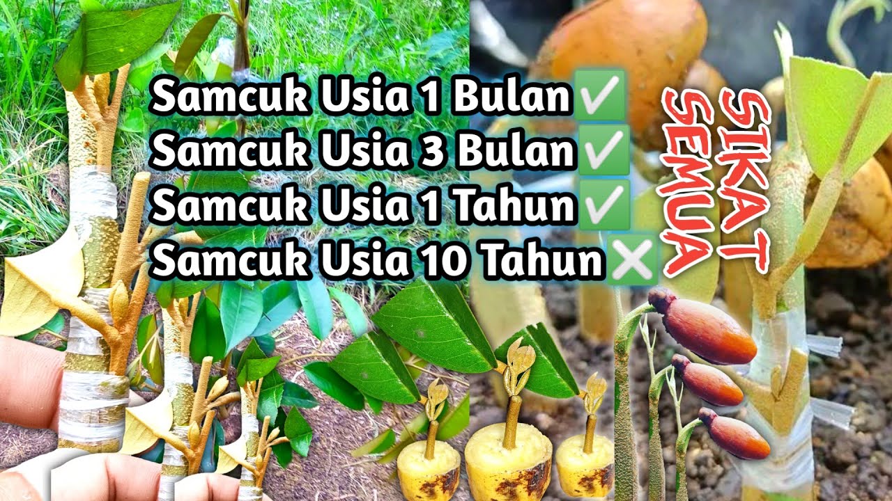 Cara Sambung Pucuk Bibit Unggul Durian Mulai Usia 1 Bulan, 3 Bulan ...