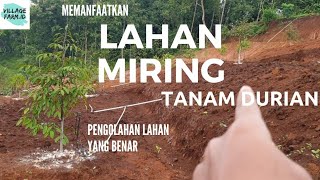 Tanam durian di lahan berbukit / miring - cara pembuatan terasering