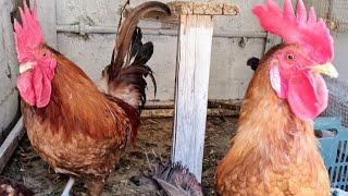 Amazing Rooster Crowing Loudly | Adorable Rooster Crowing Sounds 🐓