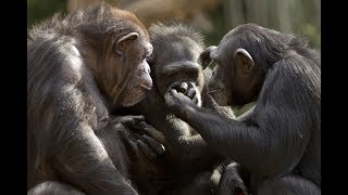 【三国志大戦】ハイパーメッセ　新生オイチョーイ部　14日目 珍獣動物園SP　2018 0511