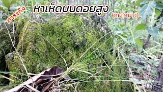 หาเห็ดป่า#เห็ดป่าช่วงหน้าหนาว