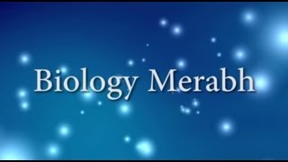 Merabh to Integrate the Light Body - with Adamus Saint-Germain channeled by Geoffrey Hoppe