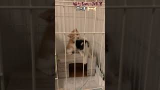 じゃれあう猫たち　Cats playing with each other