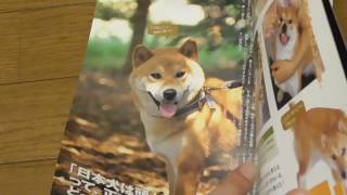 寝たきり柴犬わん太さんの出生記録を公開します!!