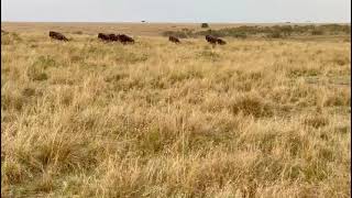 אריות בניסיון טרף בפארק הלאומי מסאי מארה - MASAI MARAN ATIONAL PARK