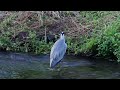 アオサギ調布地区 2024 10 31 アオサギ 野鳥 birds wildlife nature 自然観察ぶらり散歩