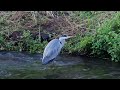 アオサギ調布地区 2024 10 31 アオサギ 野鳥 birds wildlife nature 自然観察ぶらり散歩