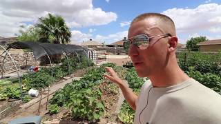 Urban Farming El Paso Wrap Up Video, Field Microgreen Specialty Crop Summary Overview