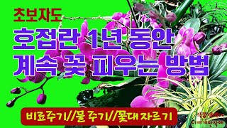 초보자도 호접란 1년내내 꽃 피우는 방법//집에 가져오면 분갈이 하고/유기질발효비료와 물을 자주 많이 주면 됩니다//