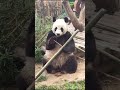 网友们太可气了，飞云金虎妙音都被恶搞了，哈哈！ panda 大熊貓