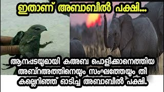 ഇതാണ് വിശുദ്ധ ഖുര്‍ആനില്‍ പരാമര്‍ശിക്കപ്പെട്ട അബാബീല്‍ എന്ന പക്ഷി| Malayalam