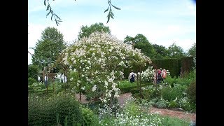 Sissinghurst Garden Teil 5 - The White Garden (Der Weiße Garten)