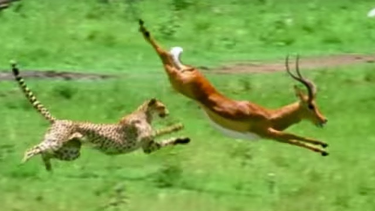 Triumph Of The Herbivores | Prey Escapes Predator | Life Of Mammals ...