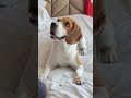 are beagles easy to train