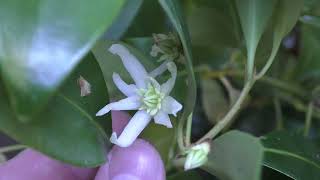 Бадьян анисовый (Illicium anisatum). Подмосковье, Июнь, 2021