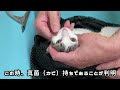 野良の保護子猫ルルさん、動物病院で獣医師さんに診てもらった結果・・・