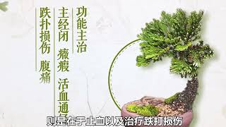 揭开九死还魂草的神秘面纱！能够自己跑路？枯死十年遇水则活？