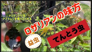 【てんとう虫】はロザリアンの味方！の巻き！