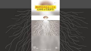 【驚愕】まさかのネットワークを築きあげた『世界で最も大きな生物』のおもしろ雑学 #shorts  #short  #雑学  #豆知識 #おもしろ  #まとめ  #news