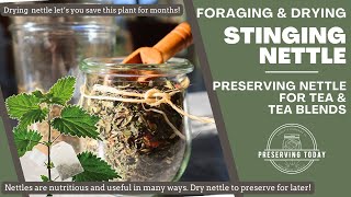 Stinging Nettle Tea | Foraging and Drying Nettles for Tea and Tea Blends