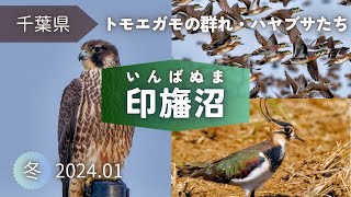 【野鳥観察】トモエガモを仰ぐ冬の探鳥｜印旛沼