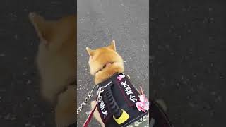 車イスと並走する介助犬留菜 #shorts