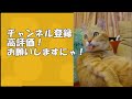 【沖縄観光】アラフォー女と行くやちむんの里ツアー🙋 女一人旅 アラフォー女 犬と猫と沖縄暮らし