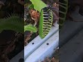 Venus fly traps eating spiders!! #shorts