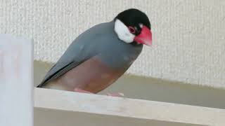 桜文鳥ここあ君、キュウリをほおばる♪