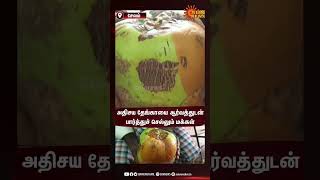 Double Coloured Coconut | அதிசய தேங்காயை ஆர்வத்துடன் பார்த்துச் செல்லும் மக்கள்