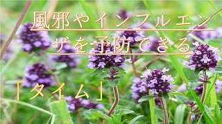 【タイム】最も抗菌作用が高いハーブ(かぜ予防にとても使えます！)