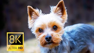 Cutest Puppies Dogs in 8K UHD Video