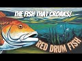 Meet the Red Drum: The Fish That Croaks!