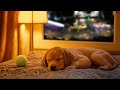 12 hours of relaxing music for dogs💖🐶anti separation anxiety relief🐶💖pet music🎵 deep sleep