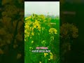 सरसों की खेत हैप्पी हरिओम bhojpuri status villageplant farmerlife nature villagefarm