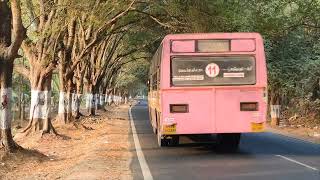 Anaimalai to Pollachi Road 21.4.24