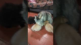 Мамуля с бабулей явились поздней ночью кошки и котята 😻 cats and kittens