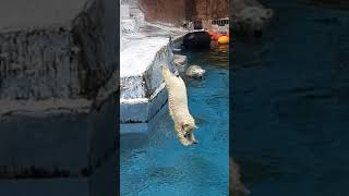 天王寺動物園のホウちゃんのダイブ