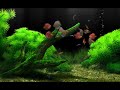 Dream Aquarium 10 Hours with relaxing music | 4K