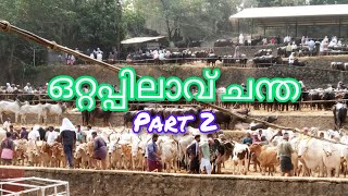 ഒറ്റപ്പിലാവ് ചന്ത തൃശ്ശൂർ ജില്ലാ cattle market perubilaavu #anwarkerala #pappayavlog #shojiravi